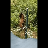 Καστοριά: Αρκούδα κάνει...μονόζυγο σε δέντρο για να φάει κεράσια - Δείτε το απίστευτο βίντεο