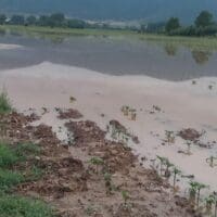 Πτολεμαΐδα: Υπερχείλισε η Περιφερειακή τάφρος και πλημμύρισαν χιλιάδες καλλιέργειες