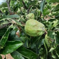 Εορδαία: Το χαλάζι «θέρισε» σιτηρά, πατάτες και μήλα σε Ανατολικό και Κομνηνά