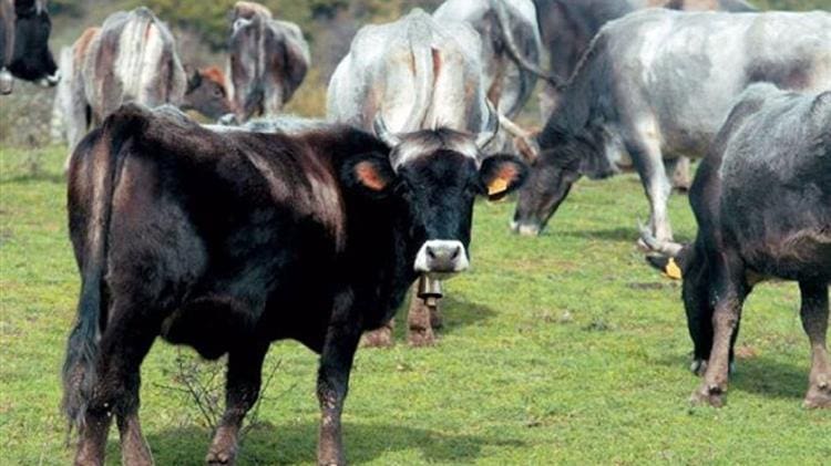 Ανοιχτή επιστολή για την μη καταβολή ενίσχυσης ήσσονος σημασίας (de minimis) για τα αυτόχθονα βοοειδή 