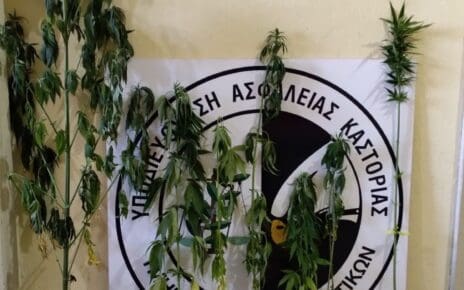 Συνελήφθη 47χρονος ημεδαπός σε περιοχή της Καστοριάς για καλλιέργεια 7 δενδρυλλίων κάνναβης