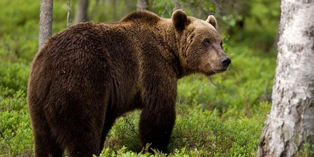 Γρεβενά: Σοβαρό τροχαίο με αρκούδα - Πέθανε το ζώο, μεγάλες ζημιές στο αυτοκίνητο