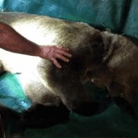 Απομάκρυνση εξοικειωμένης αρκούδας από κατοικημένη περιοχή της Καστοριάς