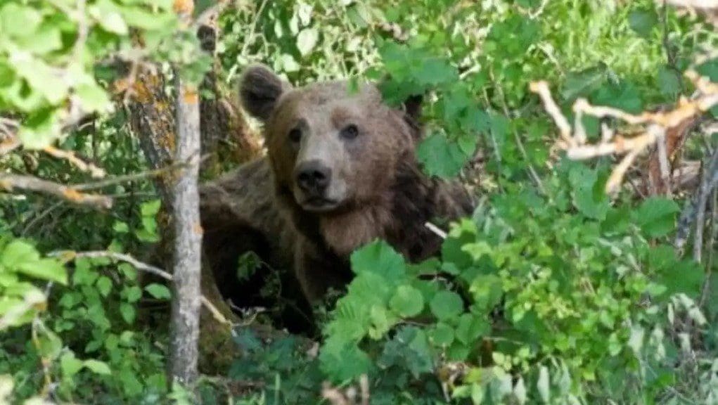Αρκούδα με δύο αρκουδάκια στο κέντρο της Καστοριάς – Επιχείρηση απομάκρυνσης