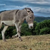 Γαϊδουράκια - άλογα: Από τον Οκτώβριο ταυτότητα για όλα τα ιπποειδή