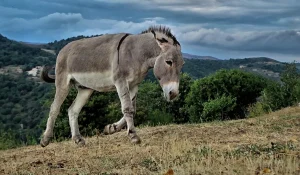 Γαϊδουράκια - άλογα: Από τον Οκτώβριο ταυτότητα για όλα τα ιπποειδή