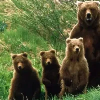 Αρκούδα στο Χρώμιο Κοζάνης, κατασπάραξε 8 ζωντανά πρόβατα