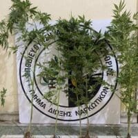 Συνελήφθη 49χρονος ημεδαπός για καλλιέργεια 5 δενδρυλλίων κάνναβης, στην Καστοριά