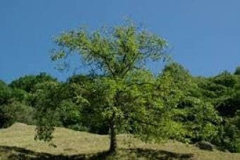Εργασίες φυτοπροστασίας σε δένδρα στην πόλη της Κοζάνης