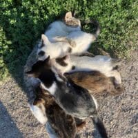 Ιστορίες της φάρμας - Οι γάτες, τα μοσχαράκια και μία …κατσίκα ( γράφει η Αλεξάνδρα Στυλιάδου Μαθήτρια της ΣΤ τάξης Δημοτικού Σχολείου Αετού)