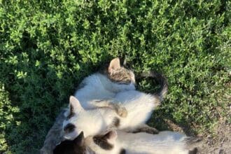 Ιστορίες της φάρμας - Οι γάτες, τα μοσχαράκια και μία …κατσίκα ( γράφει η Αλεξάνδρα Στυλιάδου Μαθήτρια της ΣΤ τάξης Δημοτικού Σχολείου Αετού)