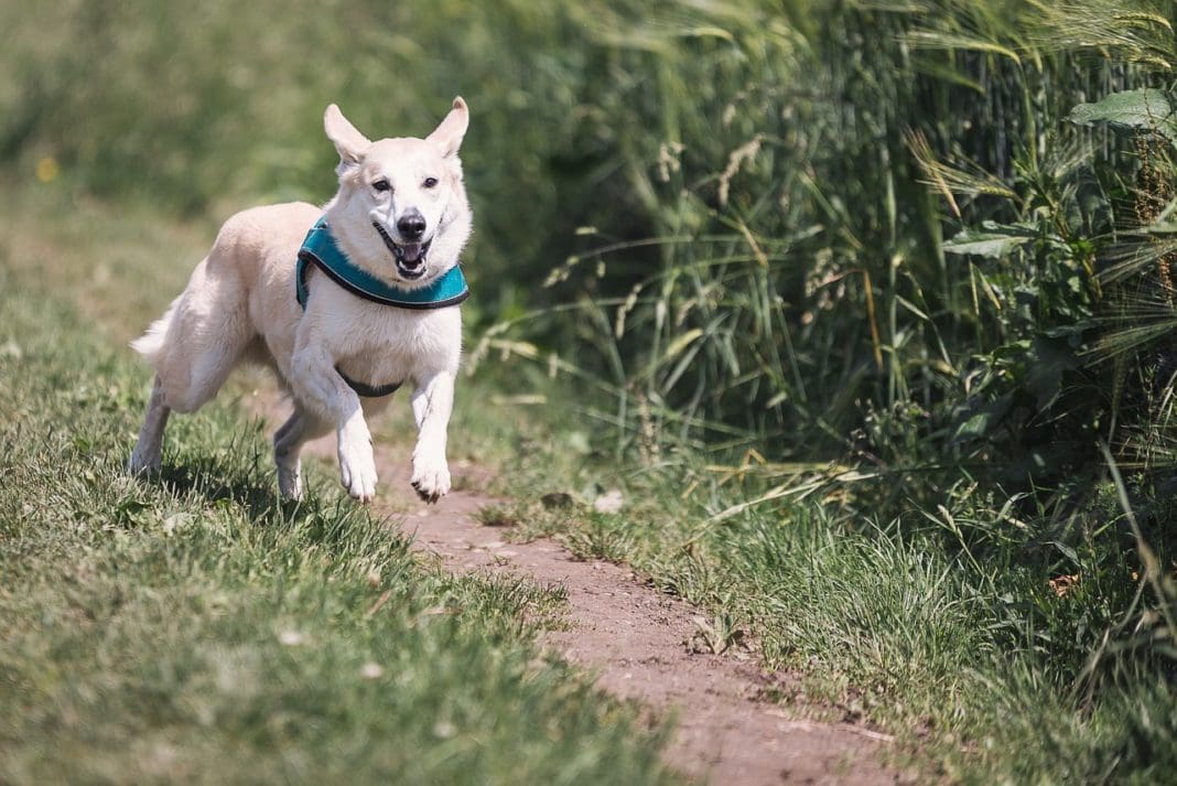Ένα startup αναπτύσσει φάρμακα που επιμηκύνουν τη ζωή των σκύλων