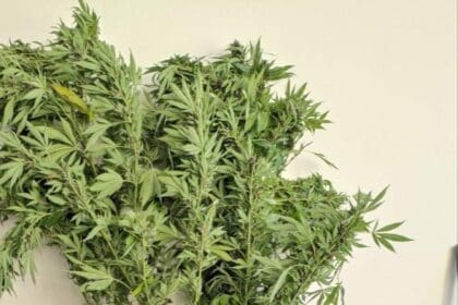 Συνελήφθη 44χρονος ημεδαπός σε δασώδη περιοχή της Φλώρινας για καλλιέργεια δενδρυλλίων κάνναβης - Eordaialive.com