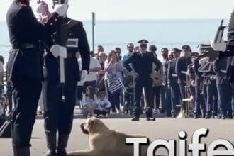 Απίστευτος σκύλος έκλεψε την παράσταση σε στρατιωτική επίδειξη στη Θεσσαλονίκη (ΒΙΝΤΕΟ)