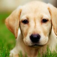 Κοζάνη: Ζήτησαν από κτηνίατρο της Κοζάνης να κάνει ευθανασία στο άρρωστο σκυλί τους και μετά του έκαναν…μήνυση!