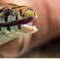 Κοζάνη: φίδι τρύπωσε σε αυτοκίνητο