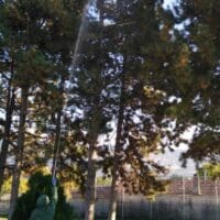 Δήμος Κοζάνης: Εργασίες φυτοπροστασίας σε δένδρα