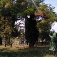 Δήμος Κοζάνης: Εργασίες φυτοπροστασίας στο αλσύλλιο στην περιοχή Παναγίας στην Κοινότητα Καισαρειάς