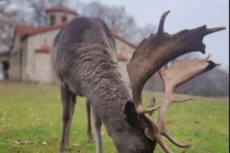 Κοζάνη: Χριστουγεννιάτικη βόλτα με ταράνδους στο Πάρκο Ελαφιών!