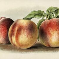 Eordaialive.com - Τα Νέα της Πτολεμαΐδας, Εορδαίας, Κοζάνης Έως 150 ευρώ το στρέμμα η ενίσχυση στα ροδάκινα, όροι στα μήλα για 250-300 ευρώ