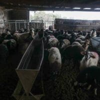 Παρατάσεις προθεσμιών κτηνοτροφικών εγκαταστάσεων – Τροποποίηση παρ. 1 άρθρου 14 και παρ. 3 άρθρου 17α ν.4056/2012