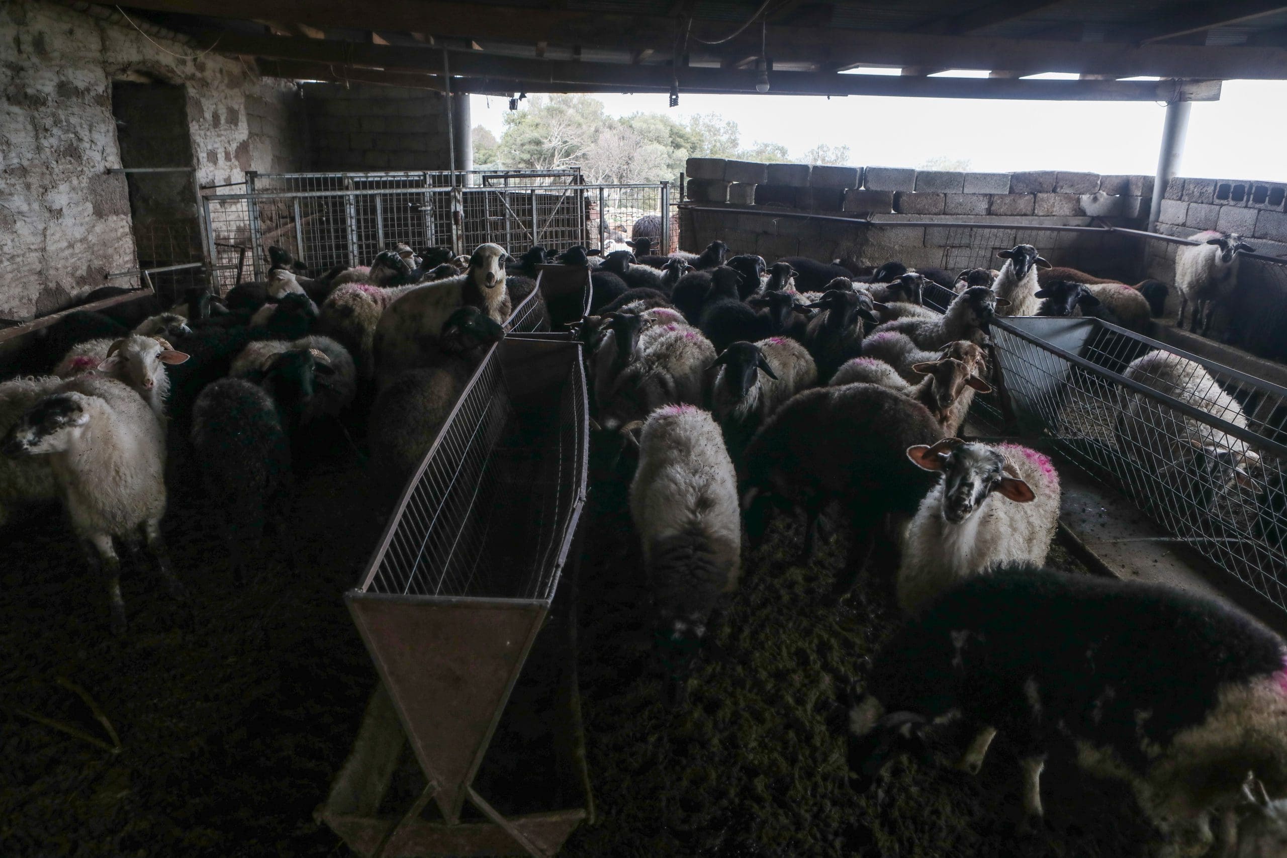 Παρατάσεις προθεσμιών κτηνοτροφικών εγκαταστάσεων – Τροποποίηση παρ. 1 άρθρου 14 και παρ. 3 άρθρου 17α ν.4056/2012