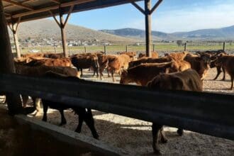 Μειώνουν την παραγωγή λόγω ακρίβειας οι κτηνοτρόφοι στην Κοζάνη – Ζητούν μείωση του κόστους παραγωγής