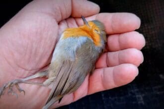 Καστοριά: Νεκρά πουλιά από το κρύο – Πώς μπορούμε να βοηθήσουμε