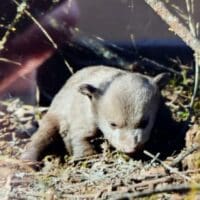 Επιχείρηση από Ομάδα Άμεσης Επέμβασης για αρκούδα με δύο νεογέννητα στην Καστοριά