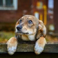 Δήμος Κοζάνης: Εθελοντική δράση με μαζικές στειρώσεις αδέσποτων σκύλων στο Δημοτικό Κτηνιατρείο