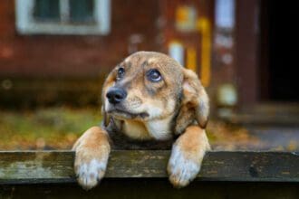 Δήμος Κοζάνης: Εθελοντική δράση με μαζικές στειρώσεις αδέσποτων σκύλων στο Δημοτικό Κτηνιατρείο