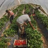 Εορδαία: Αναζητούν εργάτες γης