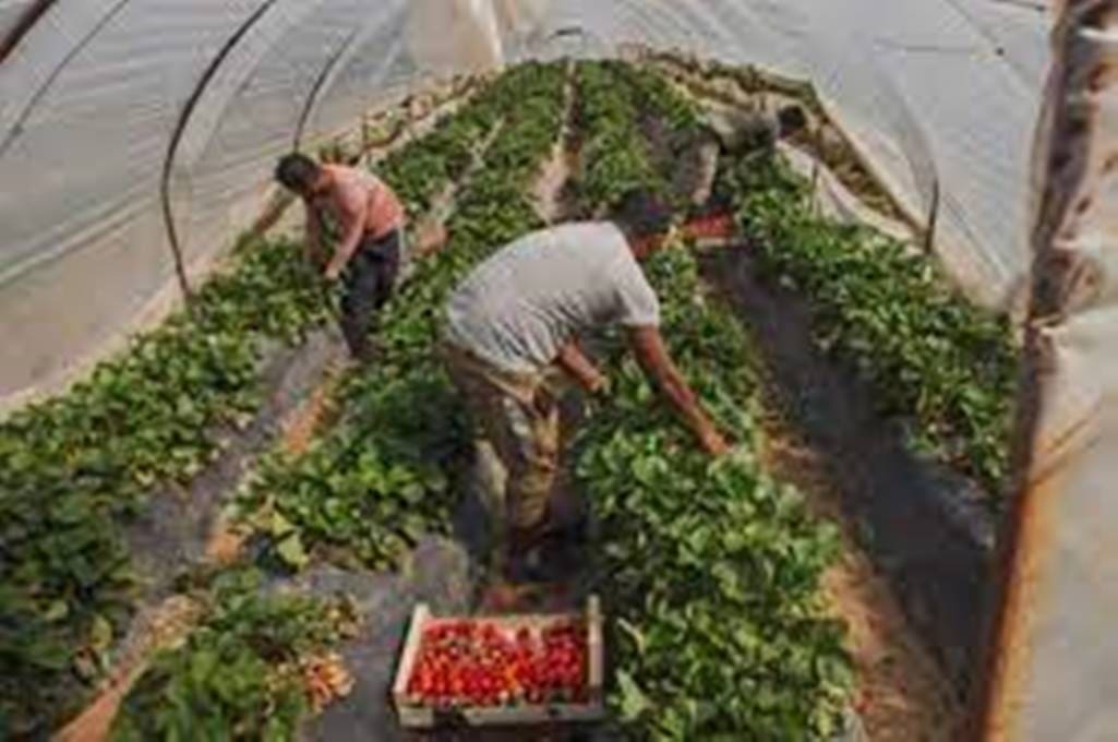 Εορδαία: Αναζητούν εργάτες γης