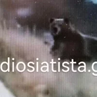 Απρόσμενη συνάντηση στη Σιάτιστα Κοζάνης - Οδηγός ήρθε αντιμέτωπος με 5 αρκούδες (βίντεο)