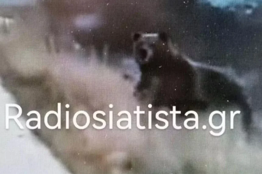 Απρόσμενη συνάντηση στη Σιάτιστα Κοζάνης - Οδηγός ήρθε αντιμέτωπος με 5 αρκούδες (βίντεο)
