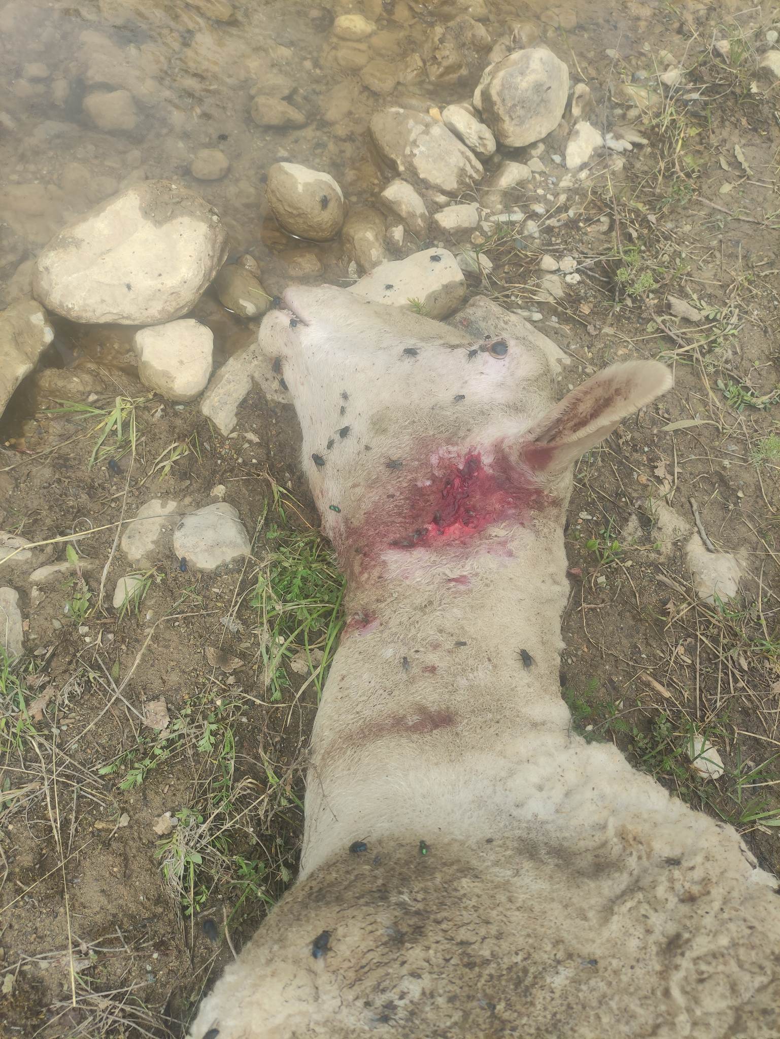 Eordaialive.com - Τα Νέα της Πτολεμαΐδας, Εορδαίας, Κοζάνης Μεσόβουνο Εορδαίας : Αγέλη λύκων επιτέθηκε και σκότωσε πρόβατα (σκληρές εικόνες)
