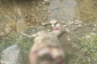 Μεσόβουνο Εορδαίας : Αγέλη λύκων επιτέθηκε και σκότωσε πρόβατα (σκληρές εικόνες)