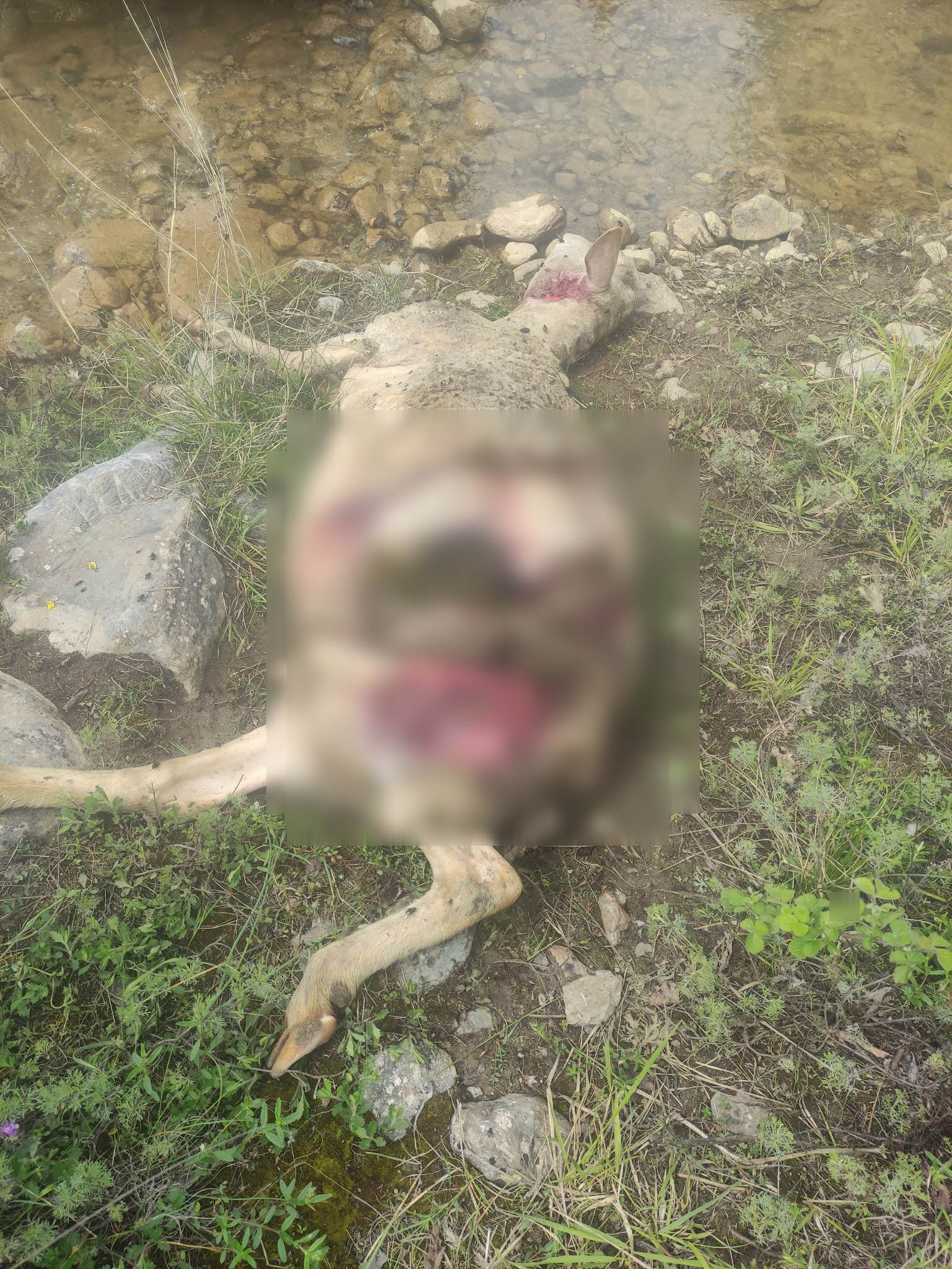 Μεσόβουνο Εορδαίας : Αγέλη λύκων επιτέθηκε και σκότωσε πρόβατα (σκληρές εικόνες)