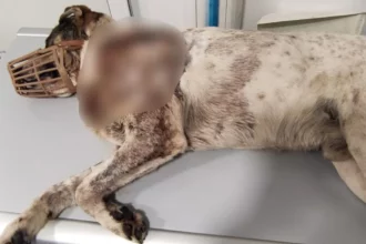 Φρίκη στον Βόλο: Πυροβόλησαν σκύλο εξ επαφής - Πάνω από 20 σκάγια στο σώμα του