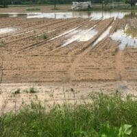 Πτολεμαΐδα: Η βροχή έσπασε τα καλάμια από τα σιτηρά