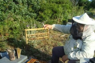 Μελισσοκομία: Ποιοι μπορούν να λάβουν οικονομική στήριξη και πώς