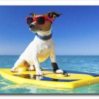 Eordaialive.com - Τα Νέα της Πτολεμαΐδας, Εορδαίας, Κοζάνης Σκύλοι στην παραλία: Eπιτρέπεται να κολυμπούν στη θάλασσα; Τι ορίζει η νομοθεσία