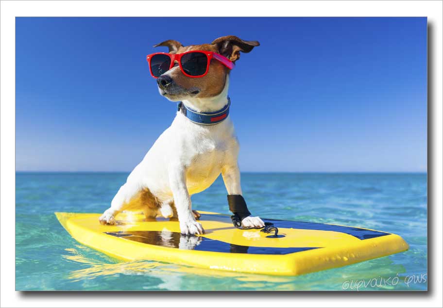 Eordaialive.com - Τα Νέα της Πτολεμαΐδας, Εορδαίας, Κοζάνης Σκύλοι στην παραλία: Eπιτρέπεται να κολυμπούν στη θάλασσα; Τι ορίζει η νομοθεσία