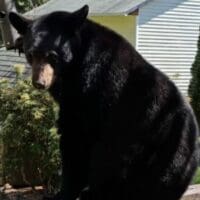 Πτολεμαΐδα: Μια αρκούδα «επισκέπτεται» τα περιβόλια του Δροσερού – Δείτε το βίντεο
