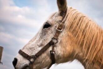 Θεσσαλονίκη: Αναστάτωση στην εθνική οδό - Άλογα έτρεχαν μέσα στον δρόμο