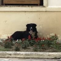 Eordaialive.com - Τα Νέα της Πτολεμαΐδας, Εορδαίας, Κοζάνης Πτολεμαΐδα: Καταγγελία αναγνώστη για επίθεση από αδέσποτο σκυλί