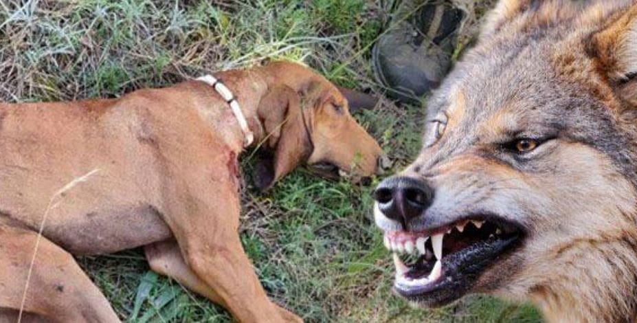 Λύκοι έπνιξαν λαγόσκυλο σε περιοχή της Κοζάνης – Βίντεο