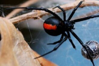 Αράχνη «μαύρη χήρα» τσίμπησε άνδρα στα Τρίκαλα – Συναγερμός στο νοσοκομείο