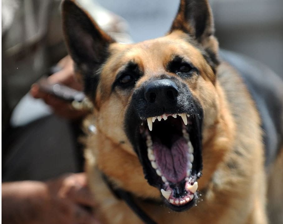 Πτολεμαΐδα: Σκύλος επιτέθηκε σε 62χρονο και του προκάλεσε πολλαπλά τραύματα