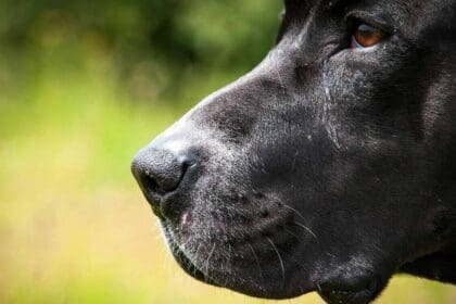 Πτολεμαΐδα : Αδέσποτος σκύλος επιτέθηκε σε ηλικιωμένο